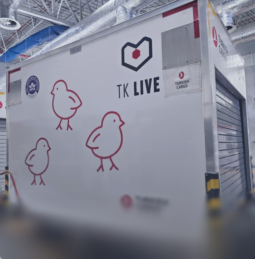 TK Live Civciv Gözetim Hizmeti