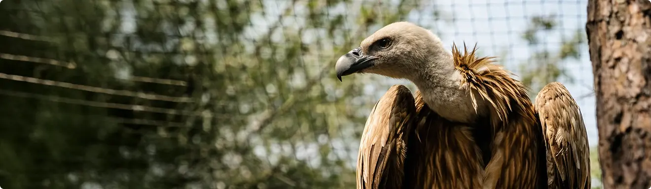 The homecoming story of dobrila the griffon vulture