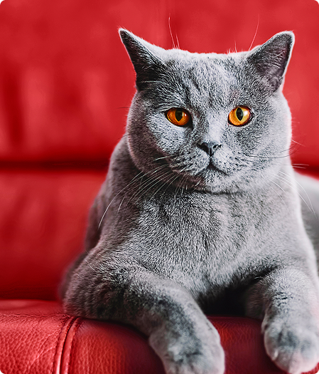 Evcil hayvan taşımacılığı