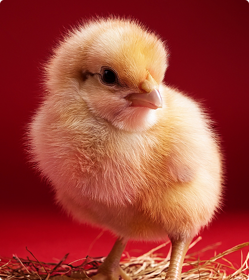 Civciv ve HEG Taşımacılığı