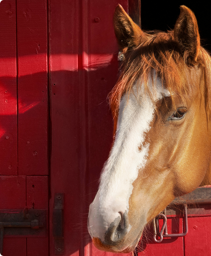 At <br/>taşımacılığı