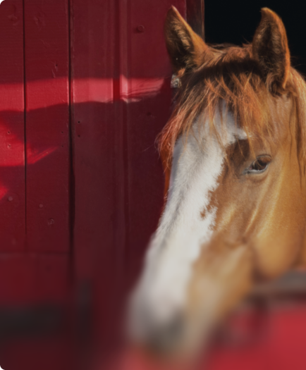 At <br/>taşımacılığı